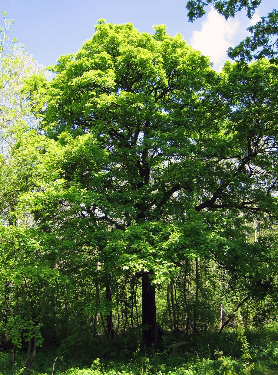 Dach-Fachbetriebe in Blankenheim: Sorbus torminalis