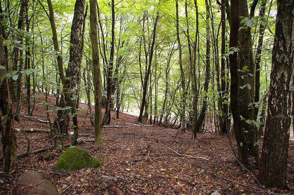 Dach-Fachbetriebe in Lüchow: Stadtansicht